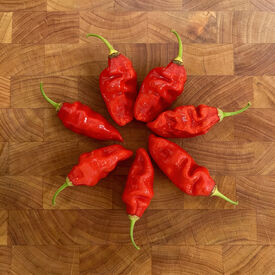 Trinidad Scorpion Butch T, Pepper Seeds